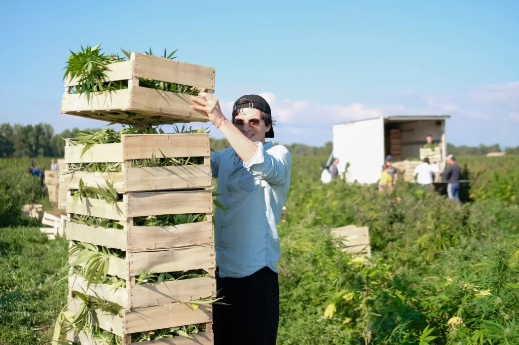 Cultivateur de CBD en France