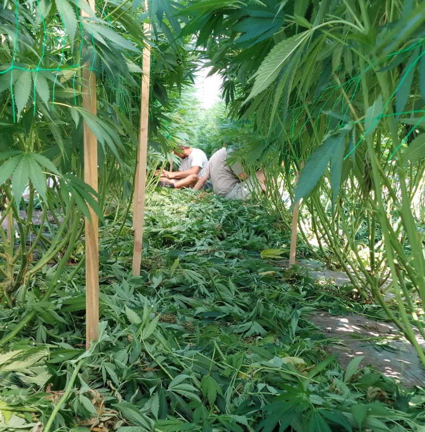 Sélection et préparation de produits CBD